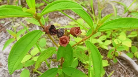 de cerca el fruto de senggani madura