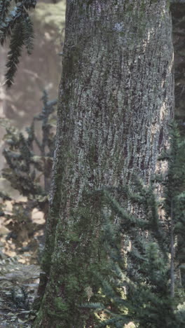 primer plano de un tronco de árbol en un bosque