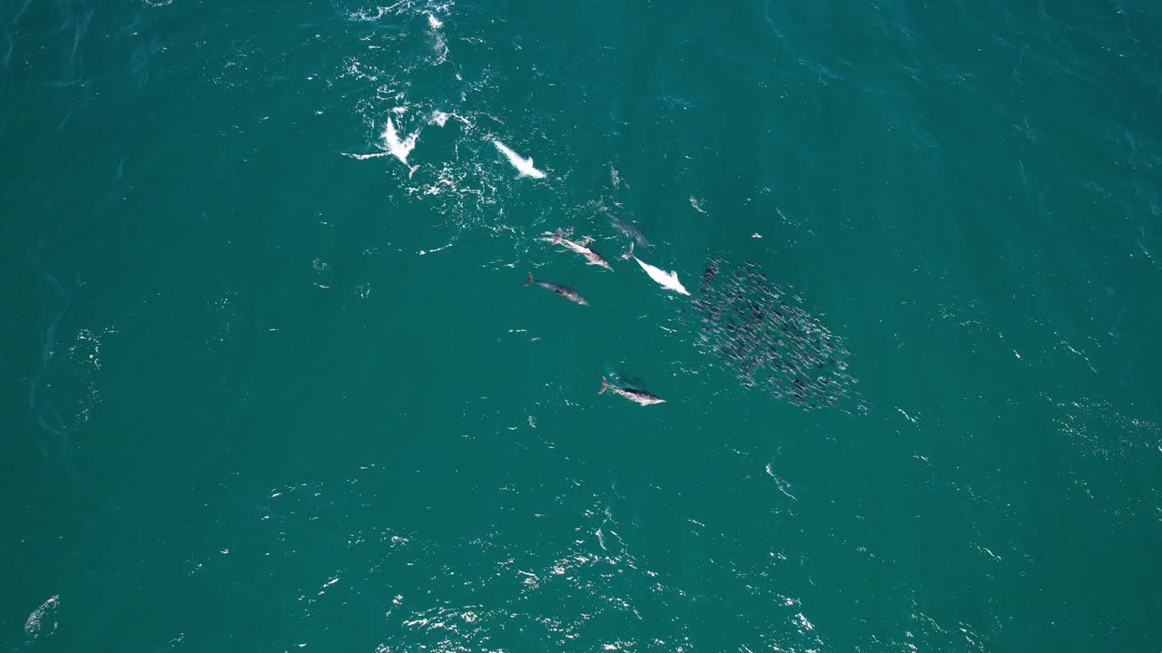 오스트레일리아 의 뉴 사우스 웨일스 에서 볼 물고기 와 바구니 코 돌고래 - 공중 사진