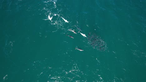peces mullet y delfines nariz de botella en nueva gales del sur, australia - fotografía aérea