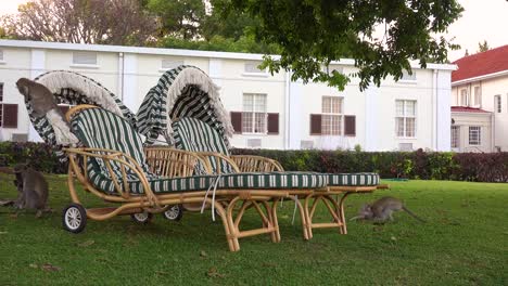 vervet monkeys play on lawn furniture on the grounds of the elegant and luxurious victoria falls hotel