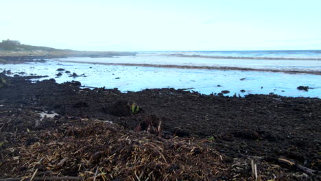 Plant-matter-debris-washed-up-on-beach,-result-of-coastal-extreme-weather