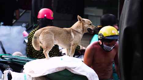 Perro-En-Medio-De-La-Calle-Mirando-Ansiosamente-A-Su-Alrededor-Y-Temeroso-De-Ser-Atrapado-Por-Carne-En-Vietnam