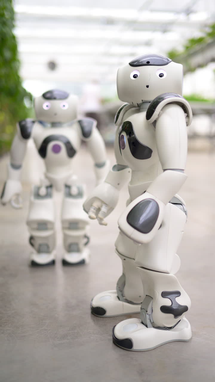 Two humanoid robots standing near rows of tomatoes in a greenhouse farm. Vertical