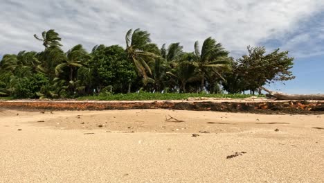 Cocoteros-Con-Viento-Fuerte-En-La-Orilla-Del-Mar-En-Fiji