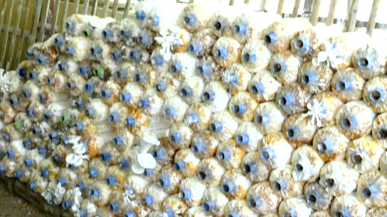 유기농 농장에서 오스트리 버섯 재배