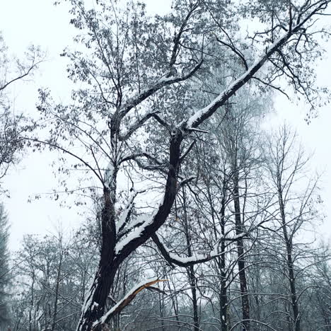 beautiful trees covered by snow in forest in winter. freshness atmosphere of natural landscape of snowy trees outdoors. slow motion. camera moves bottom up.
