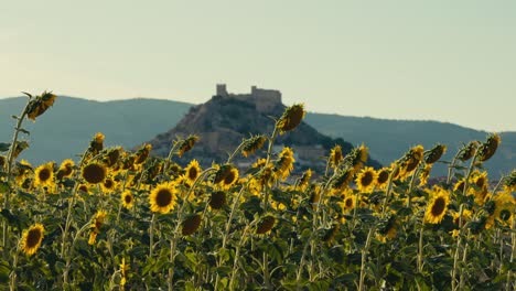 Campo-De-Girasol-De-Primer-Plano-Al-Atardecer-Con-Un-Castillo-Y-Montañas-En-El-Fondo