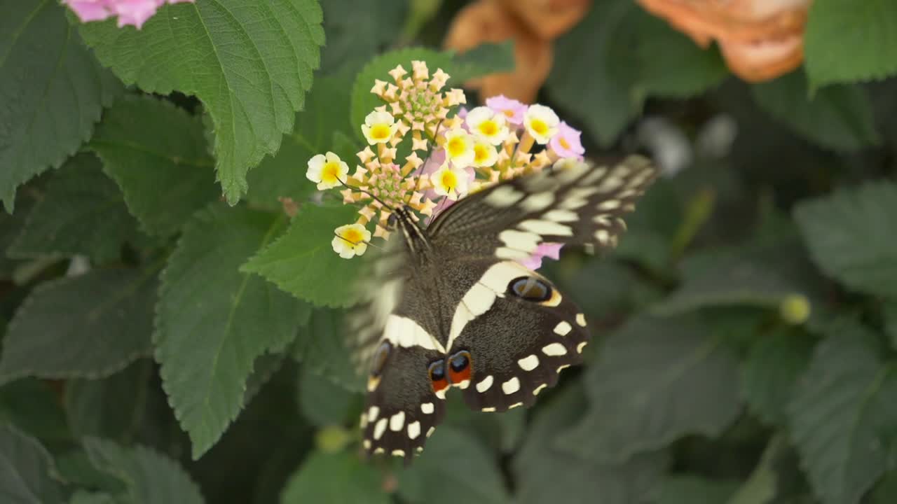 Macro di una farfalla coda di rondine degli agrumi che raccoglie nettare da un fiore