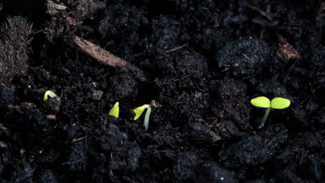 fresh seeds growing out of ground shot in timelapse