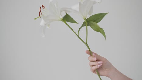 hand of woman holds white flowers against white background, static view