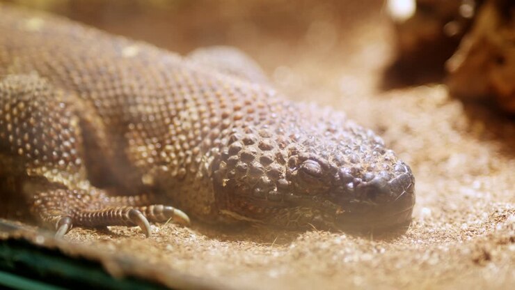 Schorpioenhagedis rustend op zand in terrarium