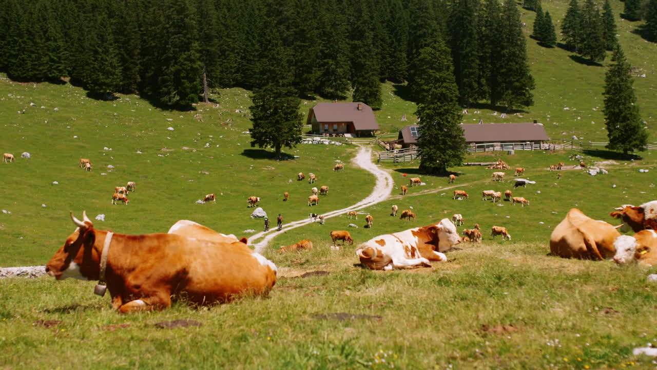 Alpine Farm and Cows | Premium Stock Video Footage