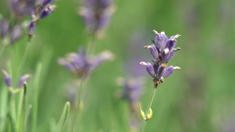 Lavendelblüten-Detaillierte-Makro-Nahaufnahme-Mit-Geringer-Tiefe-–-Blüten-Mit-Plötzlichen-Bewegungen-In-Kleinen-Windböen