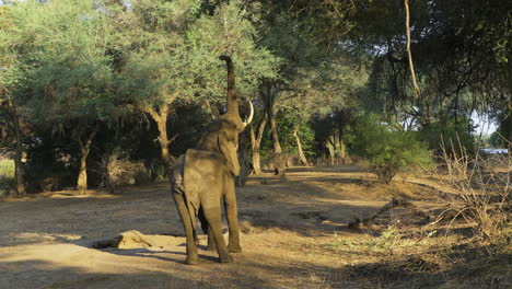 Un-Impresionante-Elefante-Macho-Alcanza-Ramas-Altas-Con-Su-Trompa-En-Un-Claro-Soleado-Del-Bosque