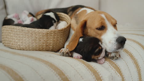 mamá perro beagle con cachorros acostados en el sofá