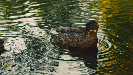 Graceful-female-European-ducks-glide-through-a-serene-lake,-clean-their-delicate-feathers