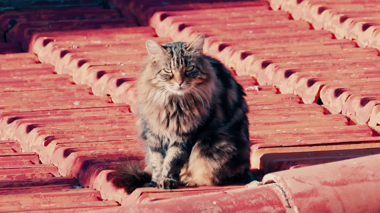 Striped cat standing on an old roof while looking around