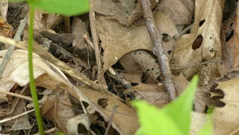 Zwei-Schwarze-Holzameisen-Kämpfen-Auf-Dem-Boden-Durch-Abgefallene-Blätter