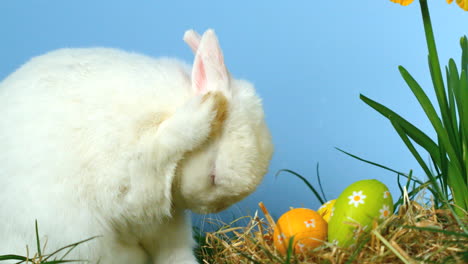 un conejo guapo y esponjoso rascándose la nariz con pequeños huevos de pascua delante de él