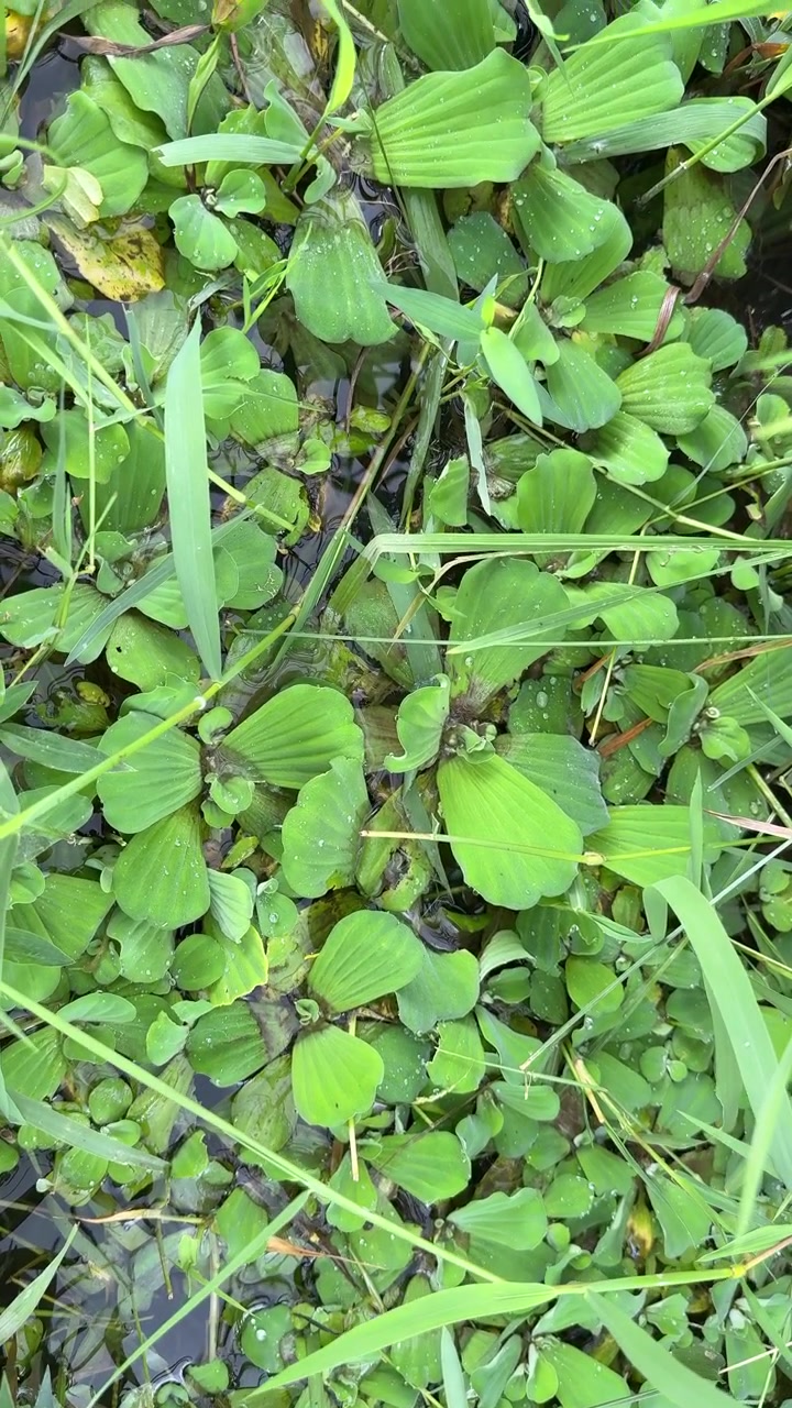 Close-up of Green Aquatic Plants and Grass Floating on Water