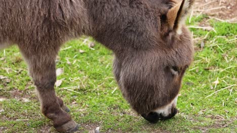 a donkey eating grass in ballarat, victoria