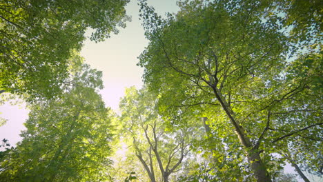 Handheld-shot-of-a-fresh-and-glowy-forest-from-below