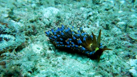 大型海<unk> (trinchesia yamasui nudibranch) 在沙底上滑行