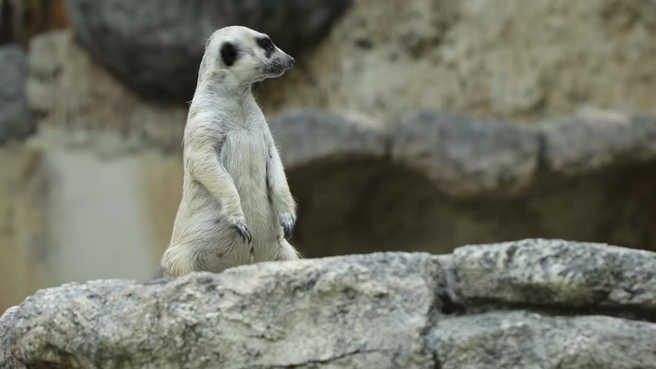 Meerkat Standing Alert on Stone in Natural Habitat with Rocky Background