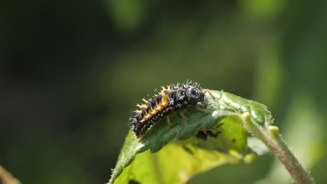 larva de mariquita comiendo un áfido verde que ha infestado un ciruelo