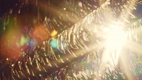 view-of-the-first-rays-of-the-sun-shining-through-the-leaves-of-a-palm-tree-in-the-rain-with-colorful-lens-flares-in-the-Brazilian-Amazon-rainforest