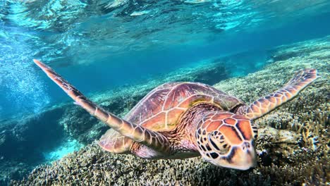 snorkeling in crystalline water with green sea turtles in miyakojima, japan