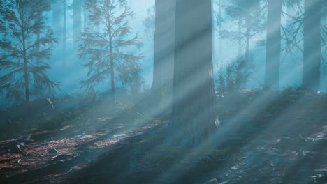 misty forest sunlight