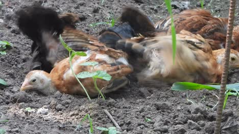 el pollo se relaja, el padre limpia.