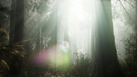 Puesta-De-Sol-En-El-Bosque-Gigante,-Parque-Nacional-Secoya,-California