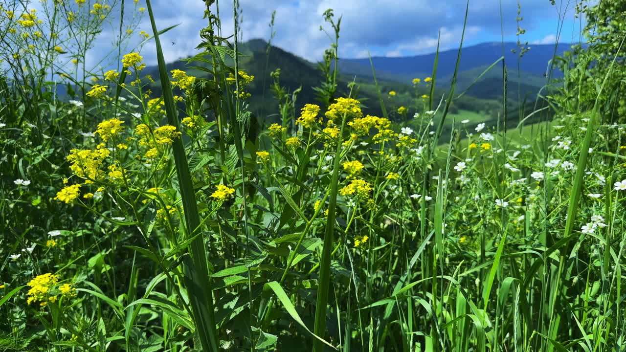 Vibrant Meadow Scene: Lush Greenery and Bright Yellow Wildflowers Framing a Picturesque Mountain View Under a Blue Sky with Fluffy Clouds