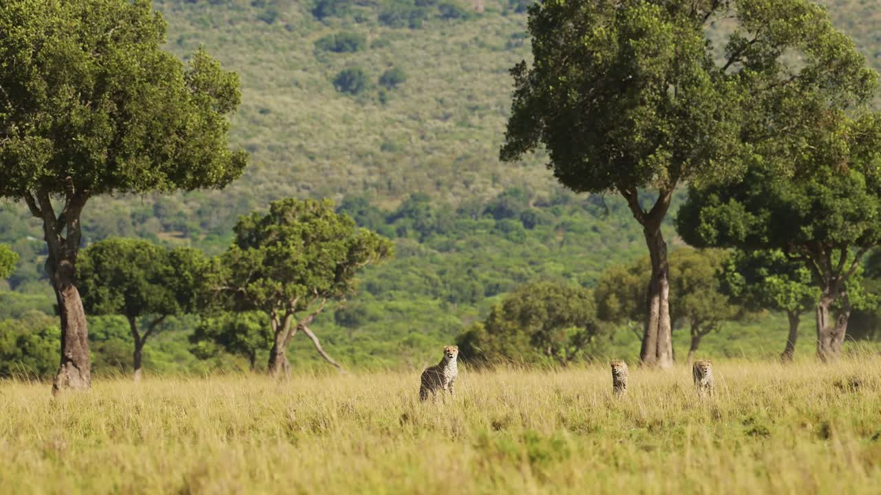 masai mara vida silvestre, familia de guepardos caminando en la larga hierba de la sabana, kenia, áfrica, safari africano en masai mara, increíble hermoso animal en las hierbas de la sabana paisaje paisaje escena
