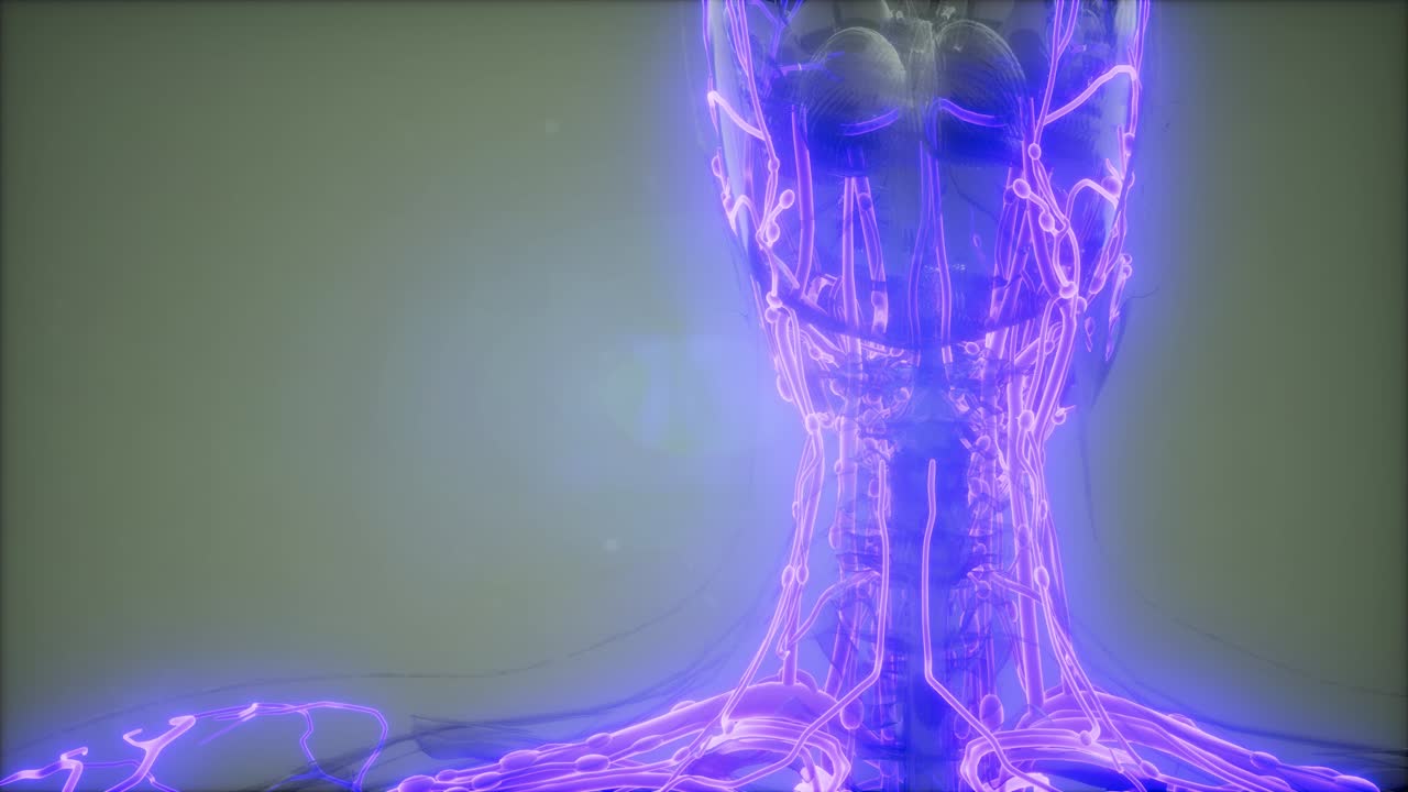 vasos sanguíneos del cuerpo humano