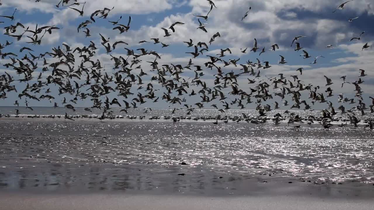 갈매기 떼가 화창한 날 세인트 사이러스 해변에서 이륙합니다.