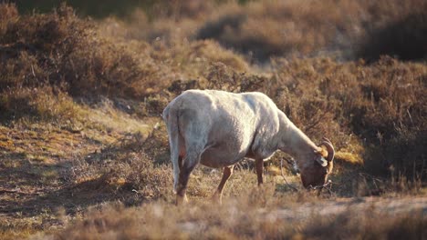 Lone-Goat-Grazing-On-Land-Against-Warm-Sun-Light-Colours