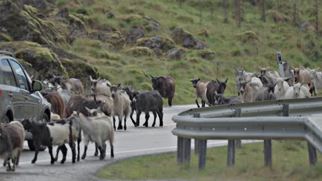 Toma-De-Un-Automóvil-Negro-Pasando-Por-Un-Rebaño-De-Cabras-Caminando-Por-La-Carretera-A-Lo-Largo-De-La-Ladera-De-La-Montaña-Durante-El-Día