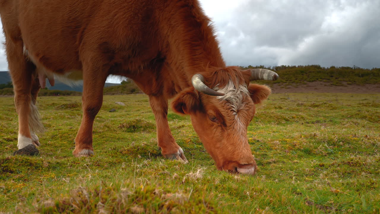 잔디 에서 풀 을 고 있는 갈색 소