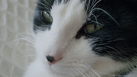 tired cat closeup face. pet animal detail
