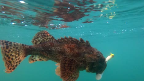 sculpin lucha en la superficie con un señuelo colocado en la boca