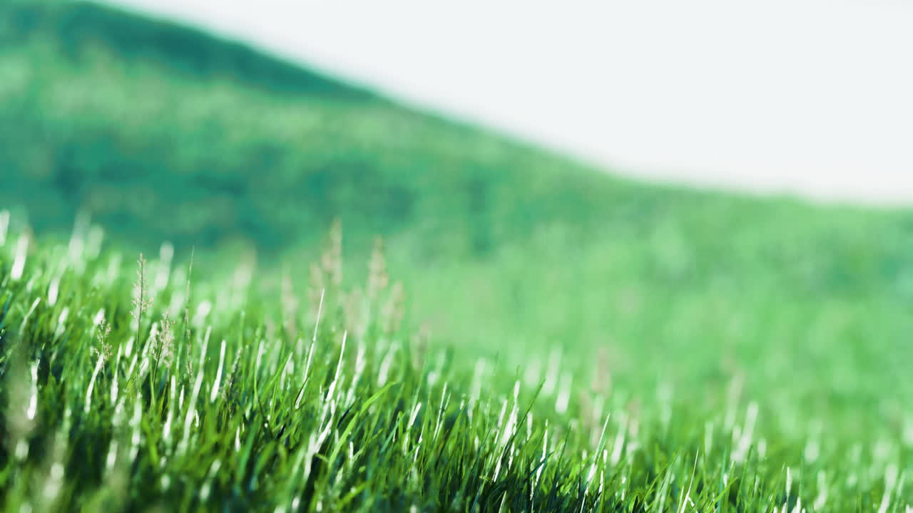 Lush green grass swaying gently on a sunny day in a serene landscape