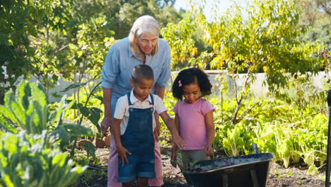 grandchildren helping grandmother working in vegetable garden or allotment with barrow at home