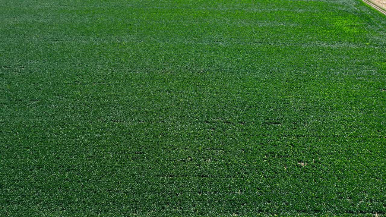 낮에 녹색 작물 밭 위로 앞으로 날아가는 공중 높은 각도