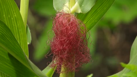 pelo de flor de maíz - semillas - hojas