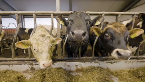 three cows sticking their heads through a cage on a dairy farm in norway