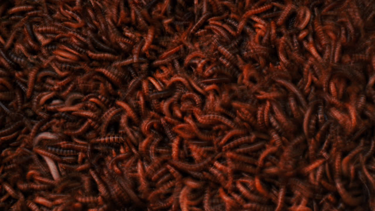 Creepy Image Of Larvae Darkling Beetle Species, Superworms
